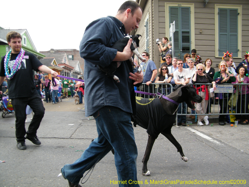 2009-Mystic-Krewe-of-Barkus-Mardi-Gras-French-Quarter-New-Orleans-Dog-Parade-Harriet-Cross-7565