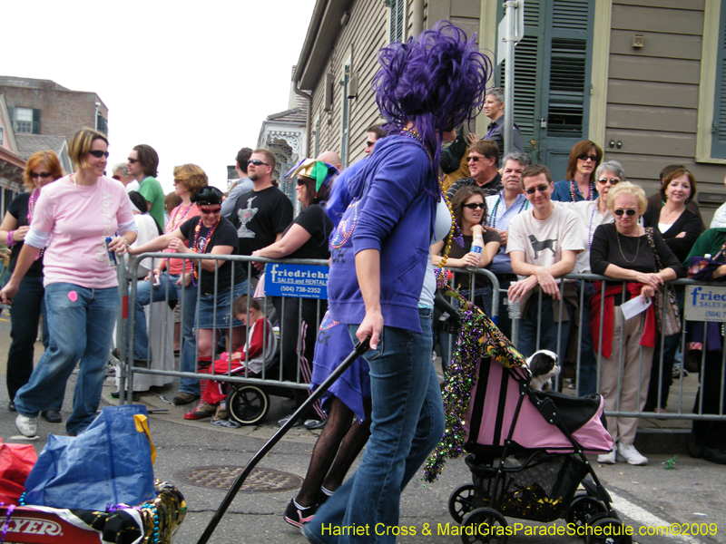 2009-Mystic-Krewe-of-Barkus-Mardi-Gras-French-Quarter-New-Orleans-Dog-Parade-Harriet-Cross-7568