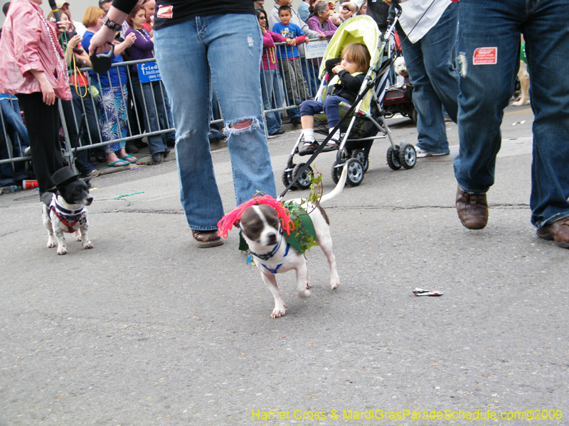 2009-Mystic-Krewe-of-Barkus-Mardi-Gras-French-Quarter-New-Orleans-Dog-Parade-Harriet-Cross-7570