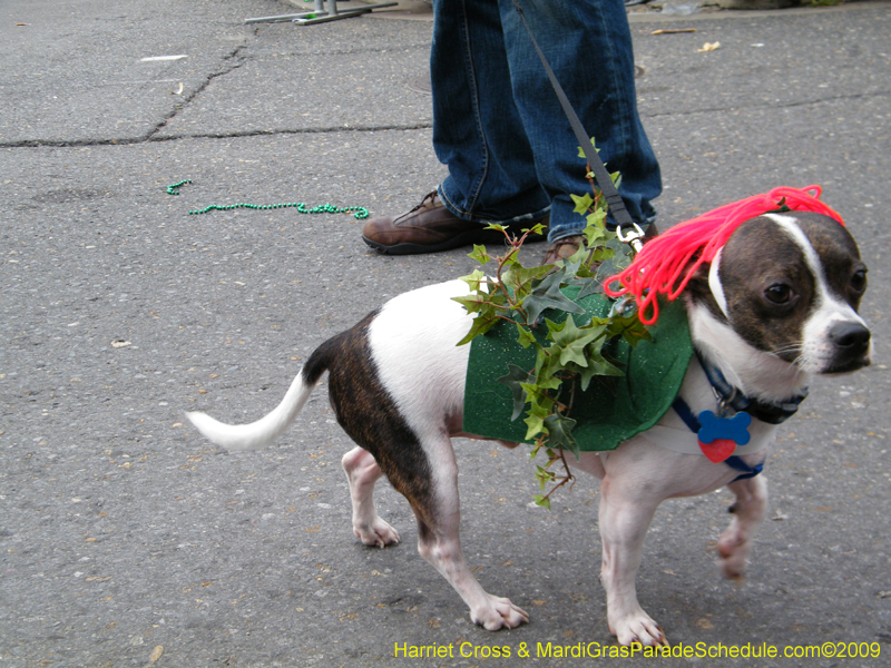 2009-Mystic-Krewe-of-Barkus-Mardi-Gras-French-Quarter-New-Orleans-Dog-Parade-Harriet-Cross-7571