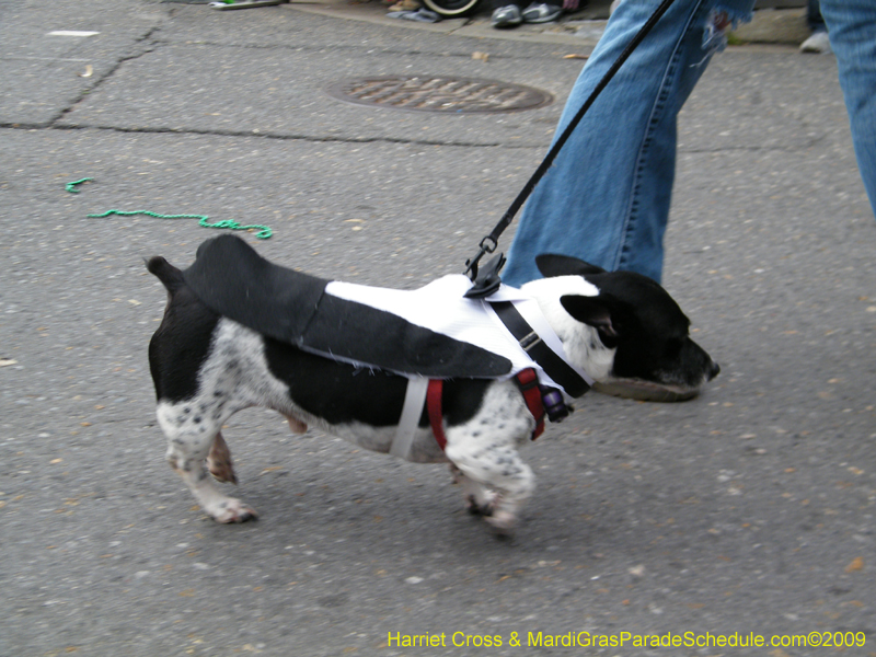 2009-Mystic-Krewe-of-Barkus-Mardi-Gras-French-Quarter-New-Orleans-Dog-Parade-Harriet-Cross-7572