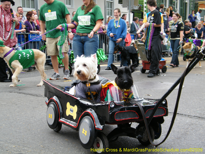 2009-Mystic-Krewe-of-Barkus-Mardi-Gras-French-Quarter-New-Orleans-Dog-Parade-Harriet-Cross-7574