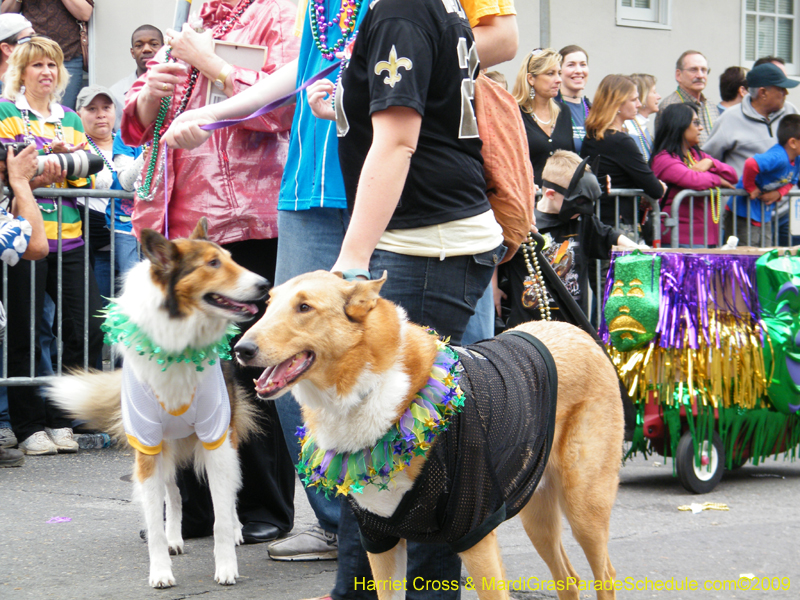 2009-Mystic-Krewe-of-Barkus-Mardi-Gras-French-Quarter-New-Orleans-Dog-Parade-Harriet-Cross-7579