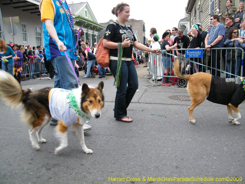 2009-Mystic-Krewe-of-Barkus-Mardi-Gras-French-Quarter-New-Orleans-Dog-Parade-Harriet-Cross-7580