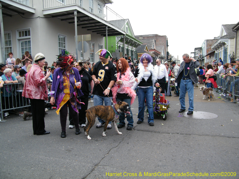 2009-Mystic-Krewe-of-Barkus-Mardi-Gras-French-Quarter-New-Orleans-Dog-Parade-Harriet-Cross-7581