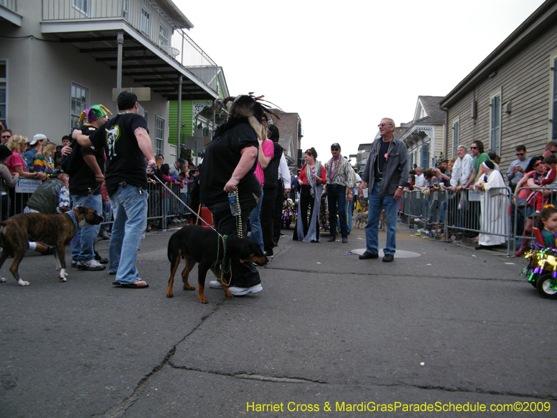 2009-Mystic-Krewe-of-Barkus-Mardi-Gras-French-Quarter-New-Orleans-Dog-Parade-Harriet-Cross-7582