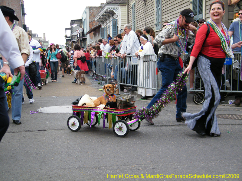 2009-Mystic-Krewe-of-Barkus-Mardi-Gras-French-Quarter-New-Orleans-Dog-Parade-Harriet-Cross-7584