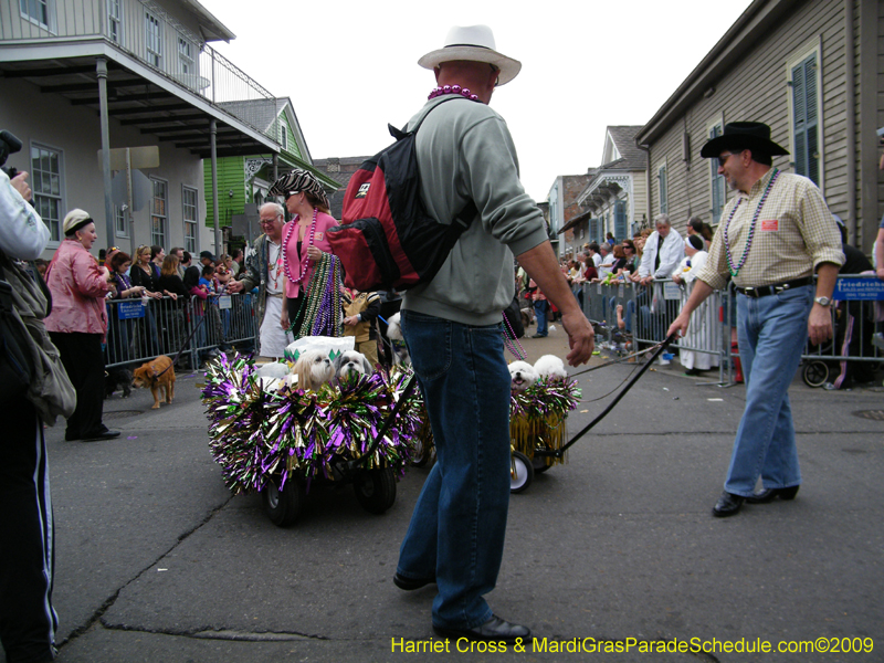 2009-Mystic-Krewe-of-Barkus-Mardi-Gras-French-Quarter-New-Orleans-Dog-Parade-Harriet-Cross-7586