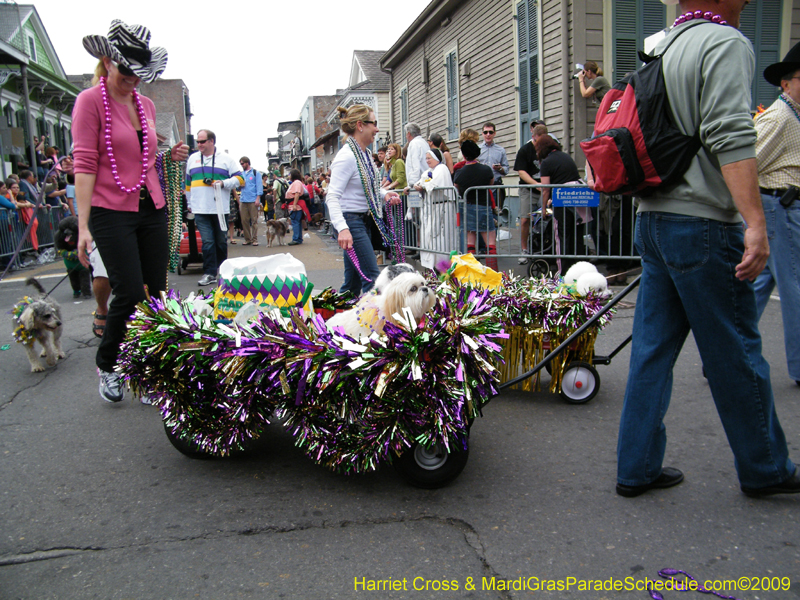 2009-Mystic-Krewe-of-Barkus-Mardi-Gras-French-Quarter-New-Orleans-Dog-Parade-Harriet-Cross-7587