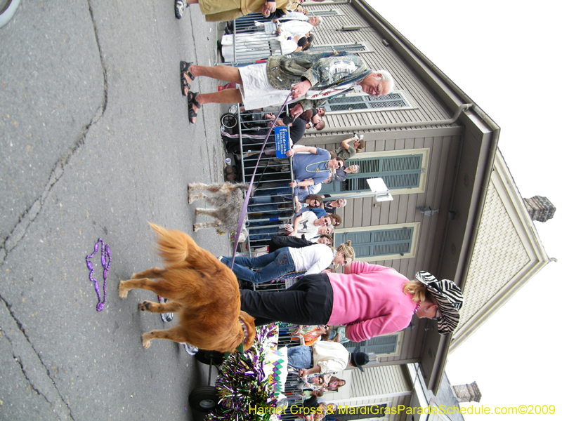 2009-Mystic-Krewe-of-Barkus-Mardi-Gras-French-Quarter-New-Orleans-Dog-Parade-Harriet-Cross-7588