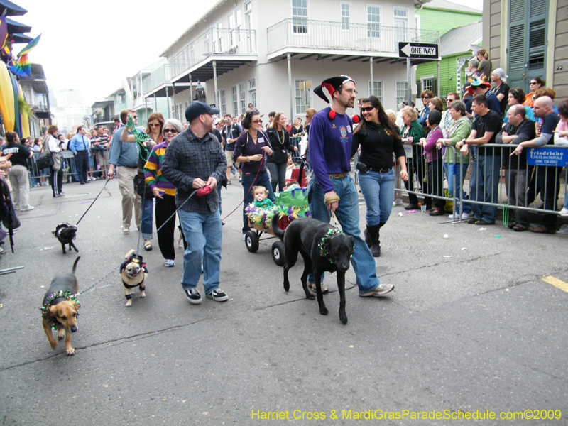 2009-Mystic-Krewe-of-Barkus-Mardi-Gras-French-Quarter-New-Orleans-Dog-Parade-Harriet-Cross-7598