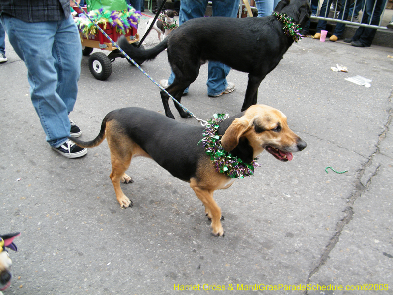 2009-Mystic-Krewe-of-Barkus-Mardi-Gras-French-Quarter-New-Orleans-Dog-Parade-Harriet-Cross-7599