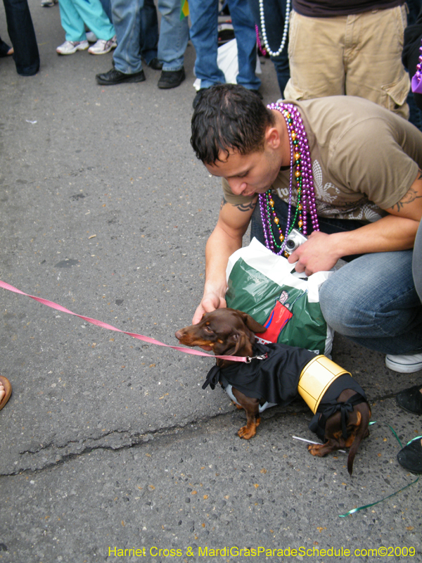 2009-Mystic-Krewe-of-Barkus-Mardi-Gras-French-Quarter-New-Orleans-Dog-Parade-Harriet-Cross-7601