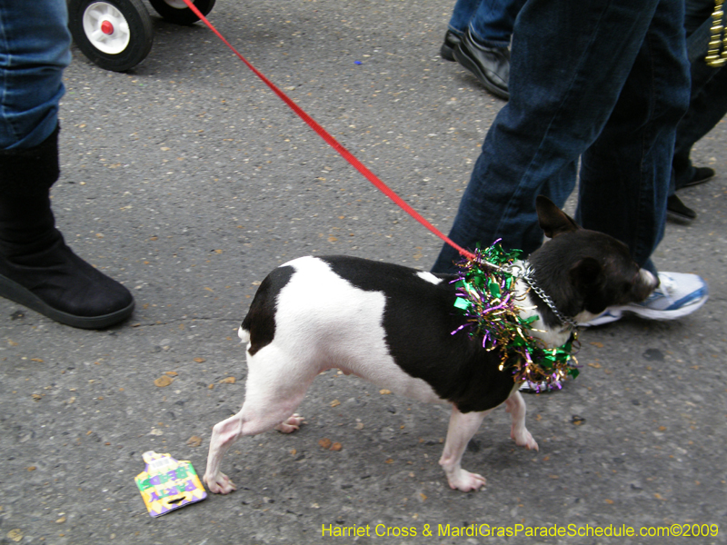 2009-Mystic-Krewe-of-Barkus-Mardi-Gras-French-Quarter-New-Orleans-Dog-Parade-Harriet-Cross-7605