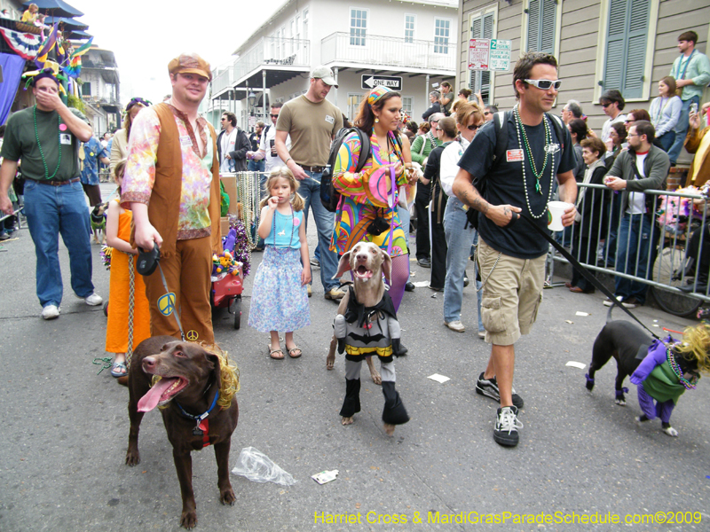 2009-Mystic-Krewe-of-Barkus-Mardi-Gras-French-Quarter-New-Orleans-Dog-Parade-Harriet-Cross-7608