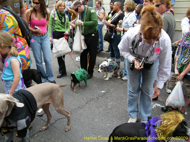 2009-Mystic-Krewe-of-Barkus-Mardi-Gras-French-Quarter-New-Orleans-Dog-Parade-Harriet-Cross-7610