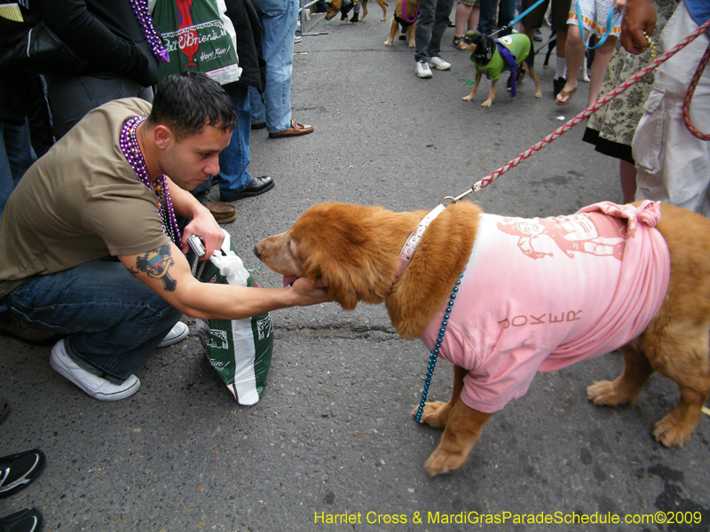 2009-Mystic-Krewe-of-Barkus-Mardi-Gras-French-Quarter-New-Orleans-Dog-Parade-Harriet-Cross-7614