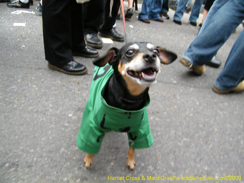 2009-Mystic-Krewe-of-Barkus-Mardi-Gras-French-Quarter-New-Orleans-Dog-Parade-Harriet-Cross-7616