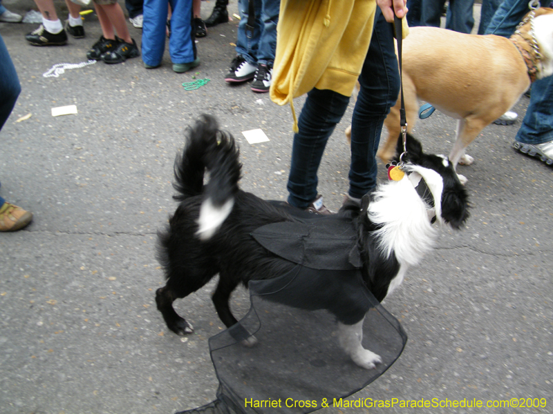 2009-Mystic-Krewe-of-Barkus-Mardi-Gras-French-Quarter-New-Orleans-Dog-Parade-Harriet-Cross-7620