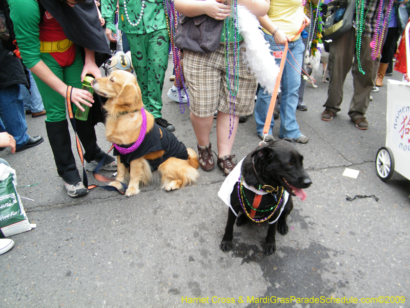 2009-Mystic-Krewe-of-Barkus-Mardi-Gras-French-Quarter-New-Orleans-Dog-Parade-Harriet-Cross-7621