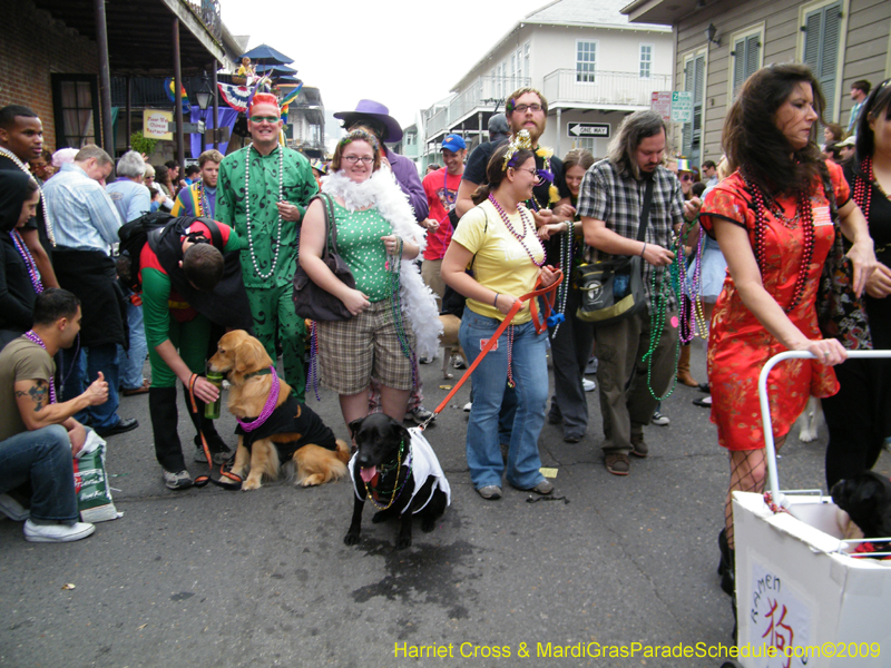 2009-Mystic-Krewe-of-Barkus-Mardi-Gras-French-Quarter-New-Orleans-Dog-Parade-Harriet-Cross-7622