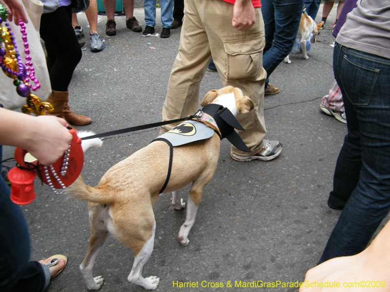 2009-Mystic-Krewe-of-Barkus-Mardi-Gras-French-Quarter-New-Orleans-Dog-Parade-Harriet-Cross-7625