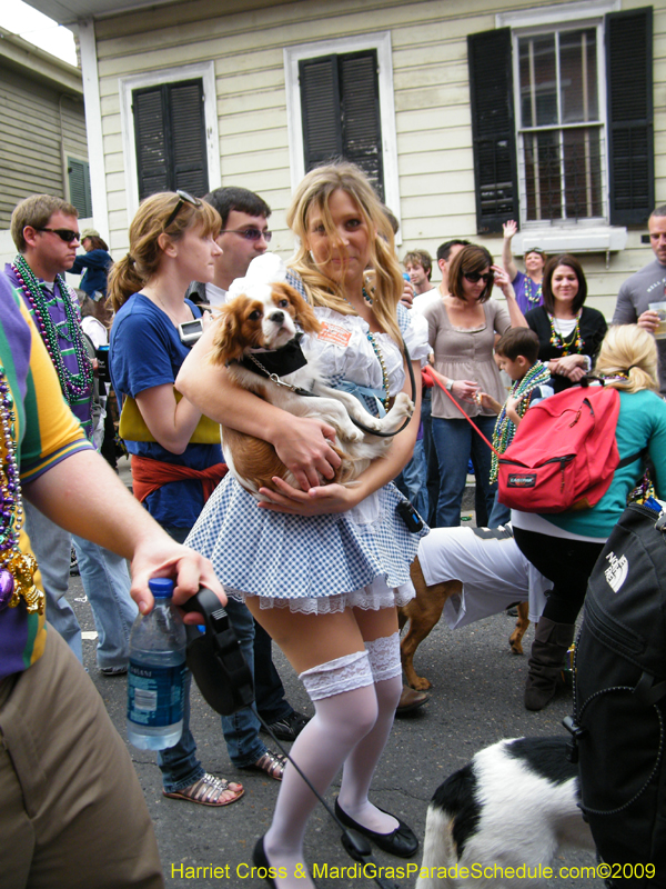 2009-Mystic-Krewe-of-Barkus-Mardi-Gras-French-Quarter-New-Orleans-Dog-Parade-Harriet-Cross-7626