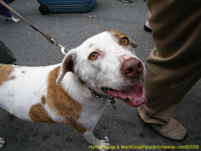 2009-Mystic-Krewe-of-Barkus-Mardi-Gras-French-Quarter-New-Orleans-Dog-Parade-Harriet-Cross-7627