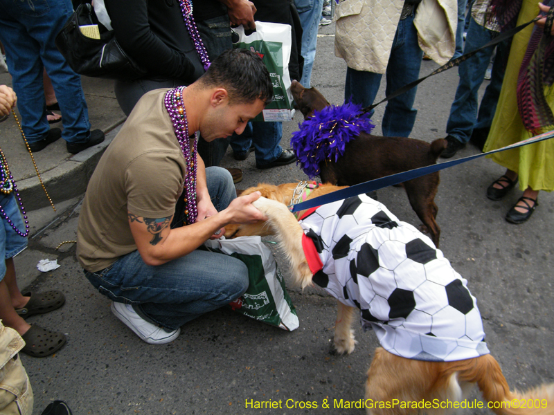 2009-Mystic-Krewe-of-Barkus-Mardi-Gras-French-Quarter-New-Orleans-Dog-Parade-Harriet-Cross-7630