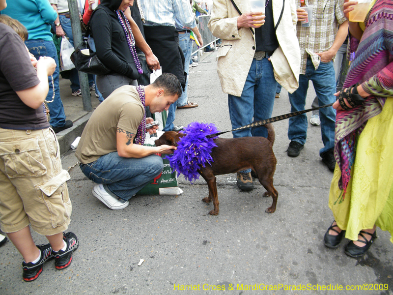 2009-Mystic-Krewe-of-Barkus-Mardi-Gras-French-Quarter-New-Orleans-Dog-Parade-Harriet-Cross-7632