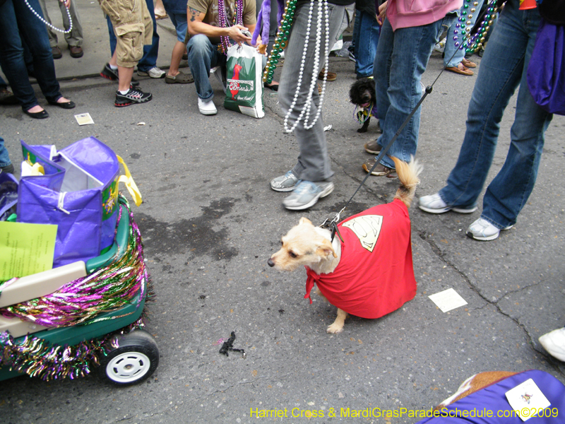 2009-Mystic-Krewe-of-Barkus-Mardi-Gras-French-Quarter-New-Orleans-Dog-Parade-Harriet-Cross-7633