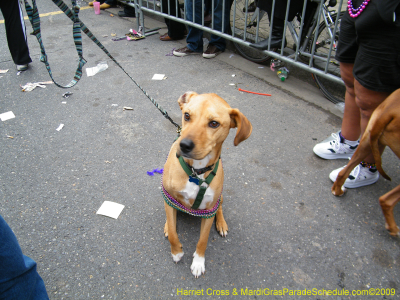 2009-Mystic-Krewe-of-Barkus-Mardi-Gras-French-Quarter-New-Orleans-Dog-Parade-Harriet-Cross-7637