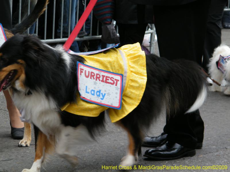 2009-Mystic-Krewe-of-Barkus-Mardi-Gras-French-Quarter-New-Orleans-Dog-Parade-Harriet-Cross-7646