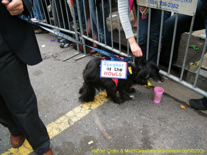 2009-Mystic-Krewe-of-Barkus-Mardi-Gras-French-Quarter-New-Orleans-Dog-Parade-Harriet-Cross-7648