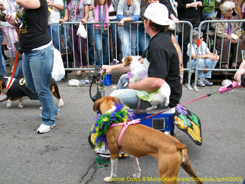 2009-Mystic-Krewe-of-Barkus-Mardi-Gras-French-Quarter-New-Orleans-Dog-Parade-Harriet-Cross-7656