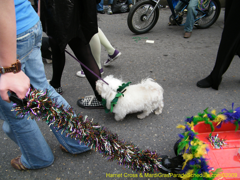 2009-Mystic-Krewe-of-Barkus-Mardi-Gras-French-Quarter-New-Orleans-Dog-Parade-Harriet-Cross-7659