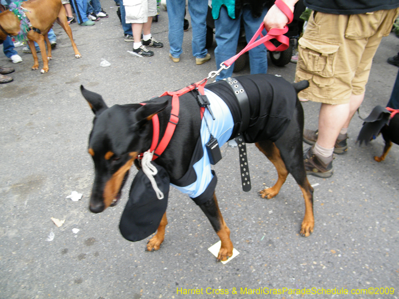 2009-Mystic-Krewe-of-Barkus-Mardi-Gras-French-Quarter-New-Orleans-Dog-Parade-Harriet-Cross-7662