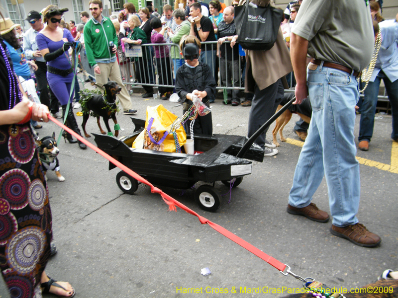 2009-Mystic-Krewe-of-Barkus-Mardi-Gras-French-Quarter-New-Orleans-Dog-Parade-Harriet-Cross-7665