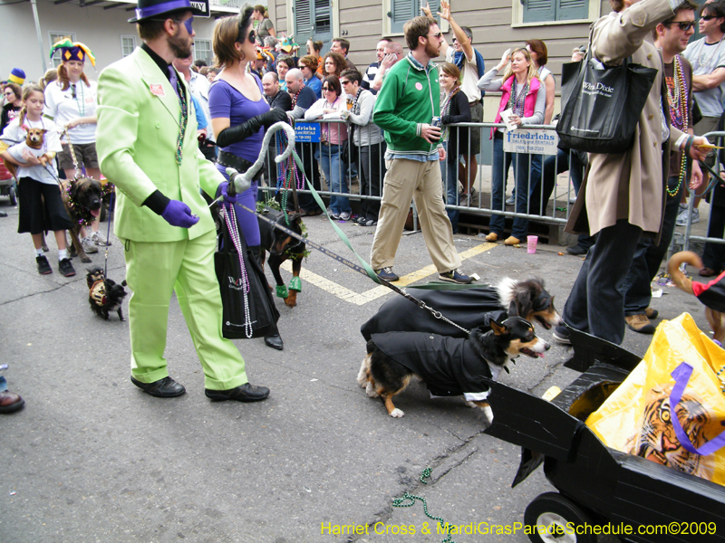 2009-Mystic-Krewe-of-Barkus-Mardi-Gras-French-Quarter-New-Orleans-Dog-Parade-Harriet-Cross-7666