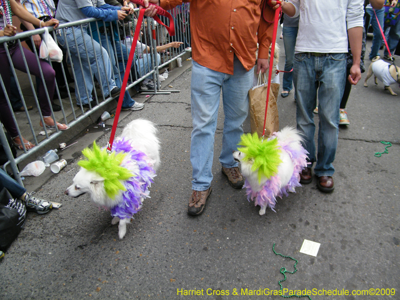 2009-Mystic-Krewe-of-Barkus-Mardi-Gras-French-Quarter-New-Orleans-Dog-Parade-Harriet-Cross-7667