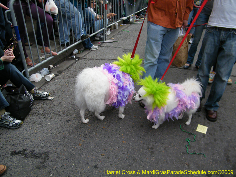 2009-Mystic-Krewe-of-Barkus-Mardi-Gras-French-Quarter-New-Orleans-Dog-Parade-Harriet-Cross-7668