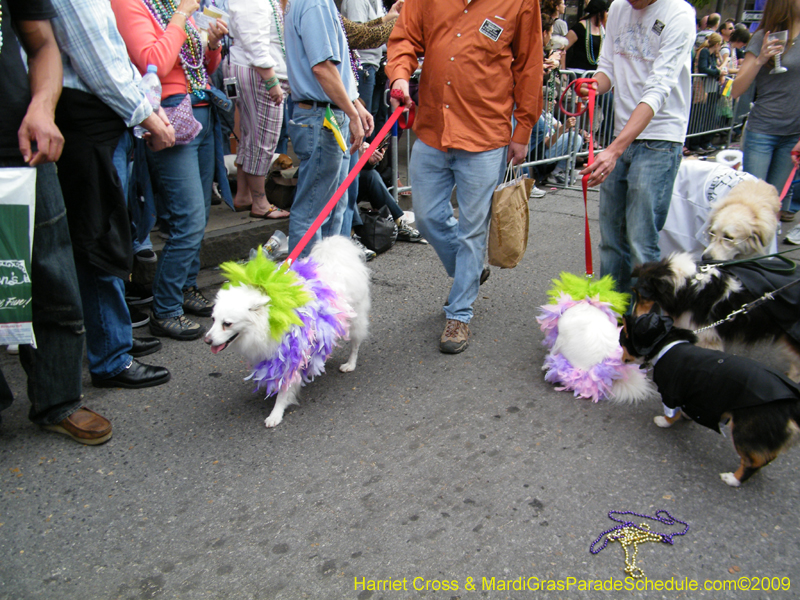 2009-Mystic-Krewe-of-Barkus-Mardi-Gras-French-Quarter-New-Orleans-Dog-Parade-Harriet-Cross-7669