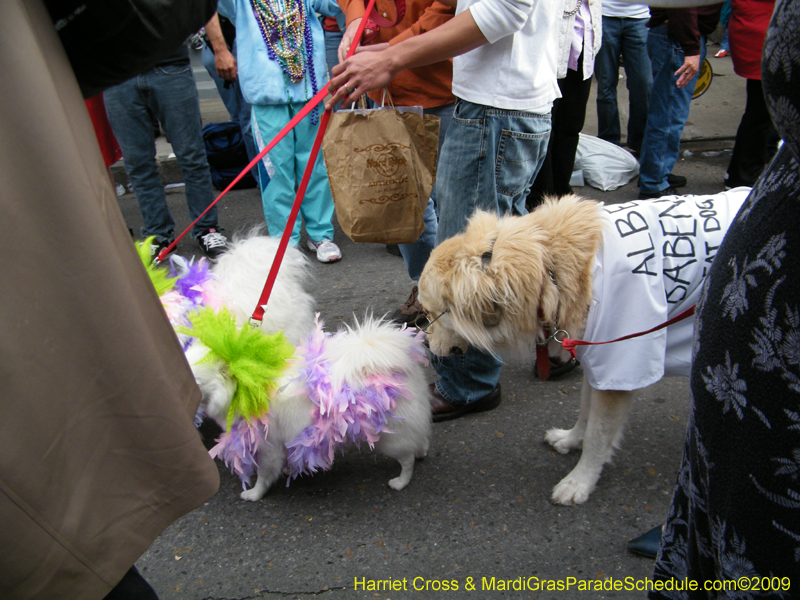 2009-Mystic-Krewe-of-Barkus-Mardi-Gras-French-Quarter-New-Orleans-Dog-Parade-Harriet-Cross-7672