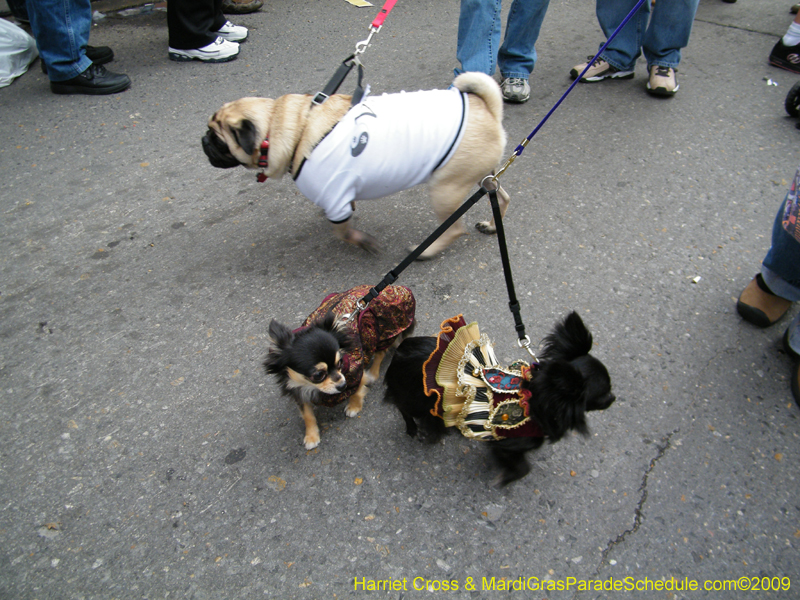 2009-Mystic-Krewe-of-Barkus-Mardi-Gras-French-Quarter-New-Orleans-Dog-Parade-Harriet-Cross-7673