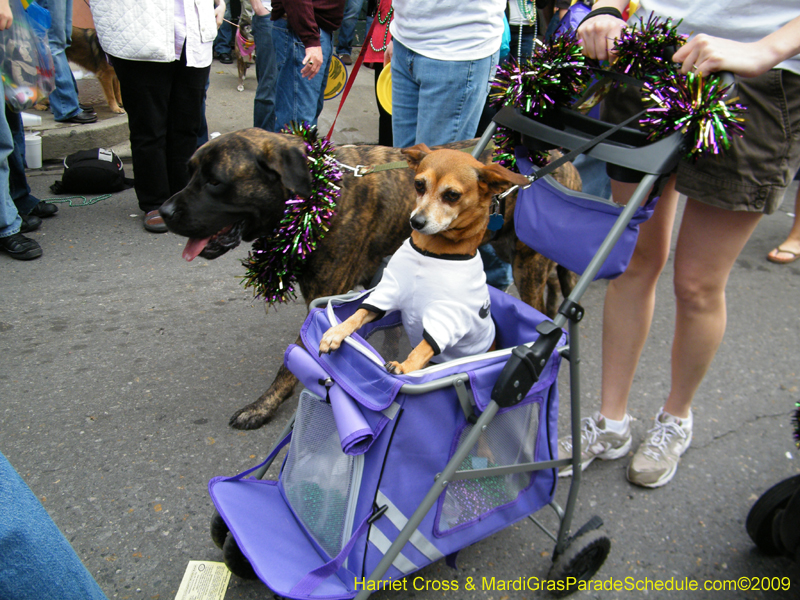 2009-Mystic-Krewe-of-Barkus-Mardi-Gras-French-Quarter-New-Orleans-Dog-Parade-Harriet-Cross-7674