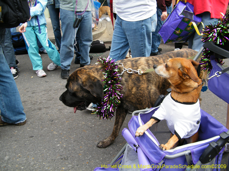 2009-Mystic-Krewe-of-Barkus-Mardi-Gras-French-Quarter-New-Orleans-Dog-Parade-Harriet-Cross-7675