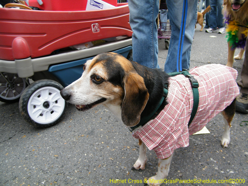 2009-Mystic-Krewe-of-Barkus-Mardi-Gras-French-Quarter-New-Orleans-Dog-Parade-Harriet-Cross-7676