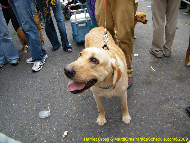 2009-Mystic-Krewe-of-Barkus-Mardi-Gras-French-Quarter-New-Orleans-Dog-Parade-Harriet-Cross-7678