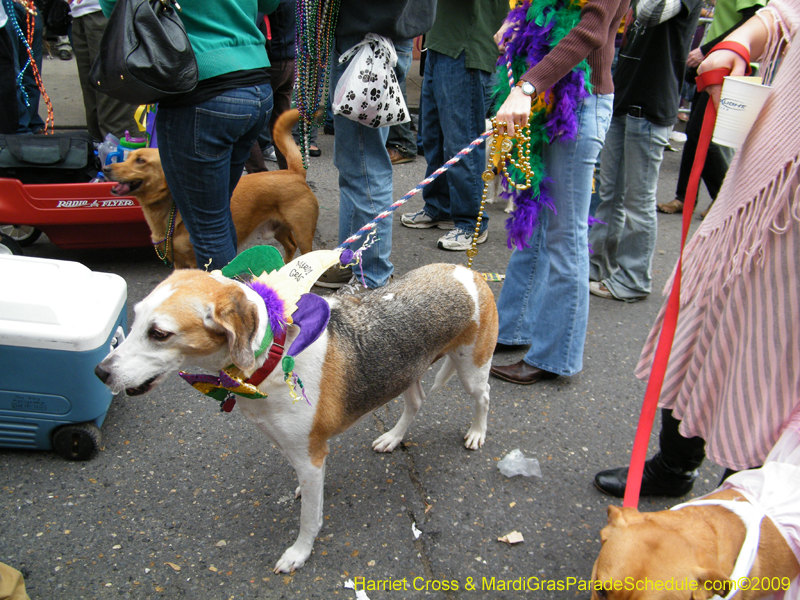 2009-Mystic-Krewe-of-Barkus-Mardi-Gras-French-Quarter-New-Orleans-Dog-Parade-Harriet-Cross-7681