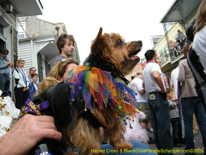 2009-Mystic-Krewe-of-Barkus-Mardi-Gras-French-Quarter-New-Orleans-Dog-Parade-Harriet-Cross-7682